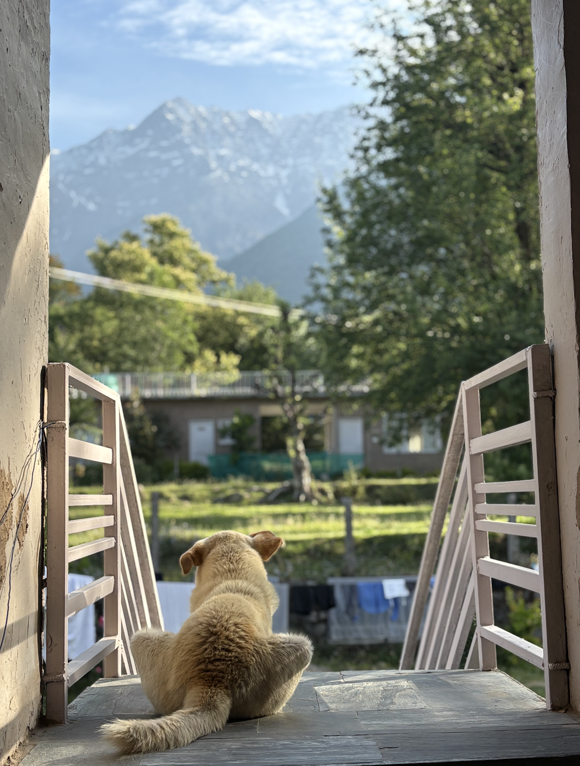 Dodo and I share the same morning ritual